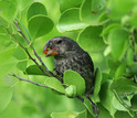 Medium ground finch in the Galapagos, site of a study of climate and natural selection.